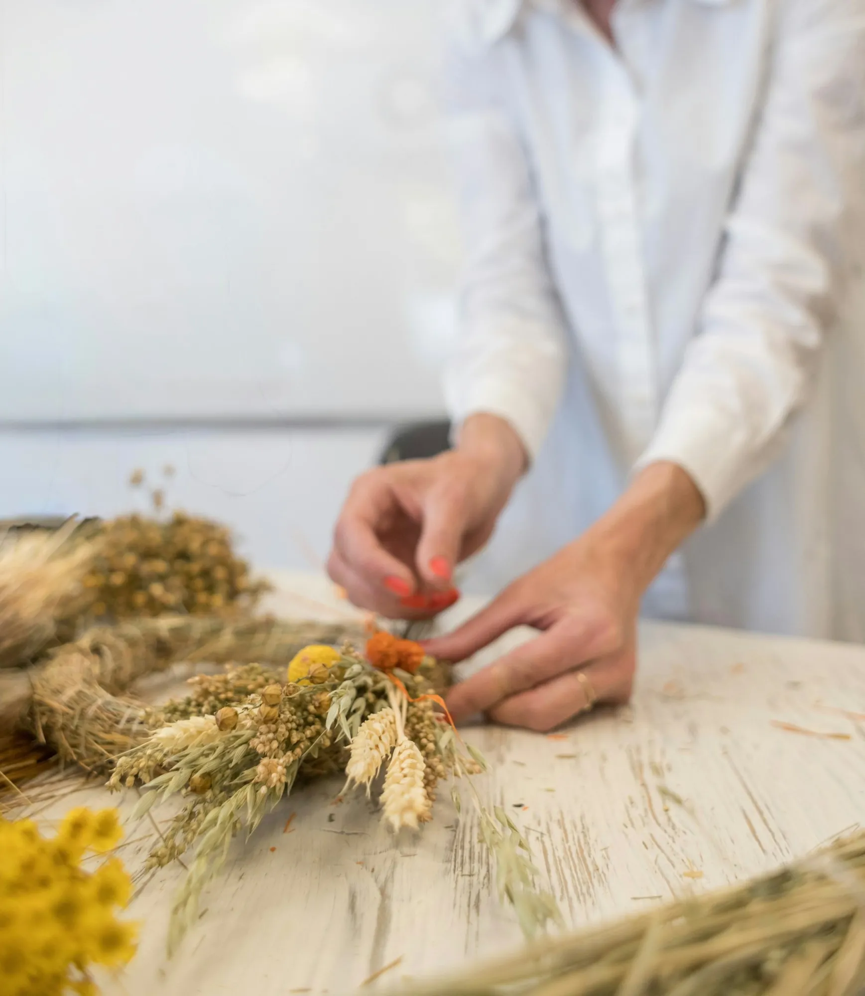 Close-up of hands sorting dried Paracress flower heads