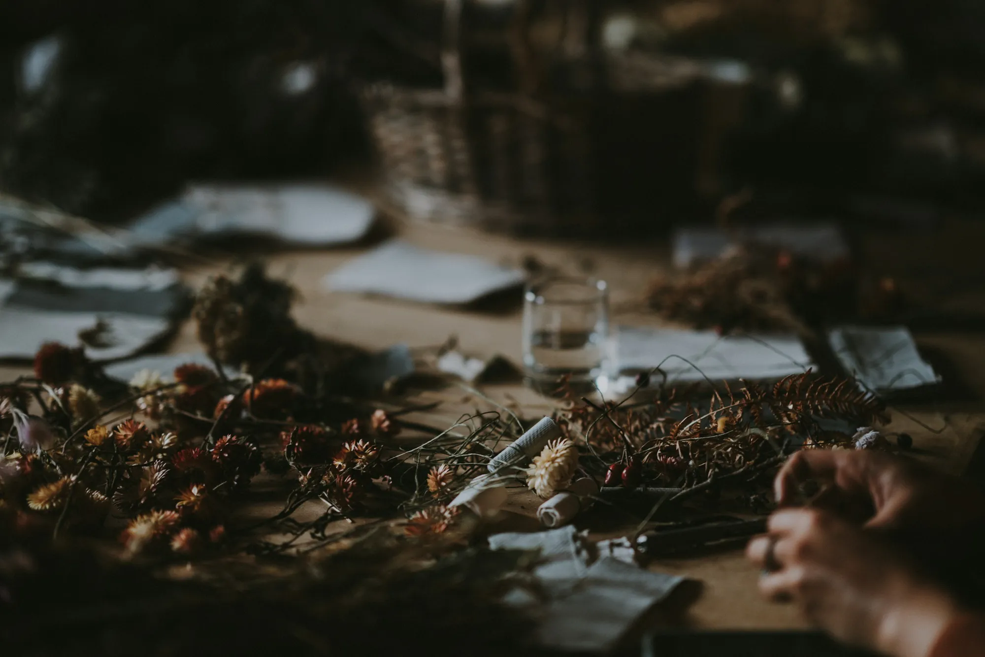 Hands sorting dried Paracress flower heads on a wooden table