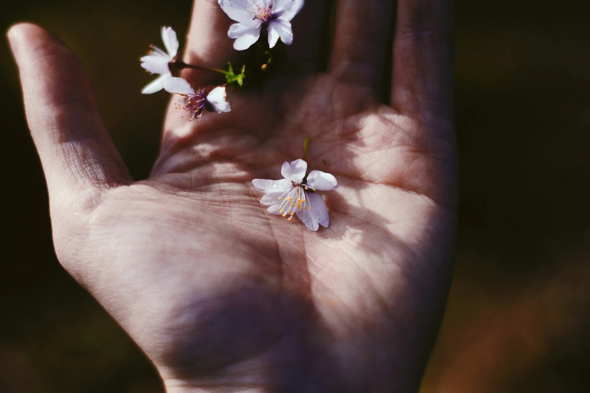 Dried flower heads held in an open palm
