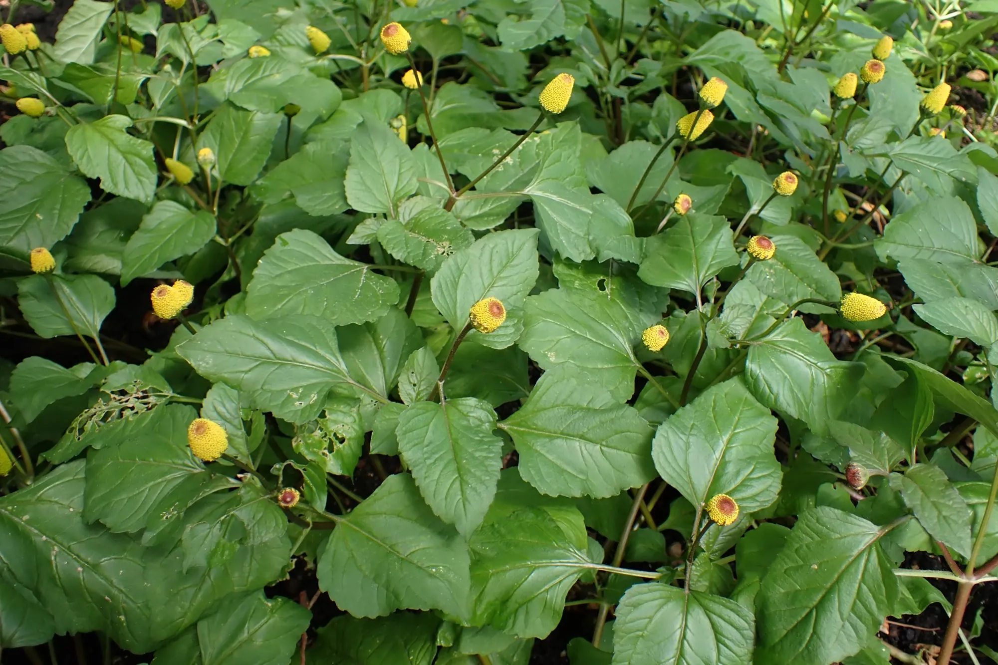 Paracress plants flowering in a highland field